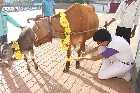 makara-sankranti